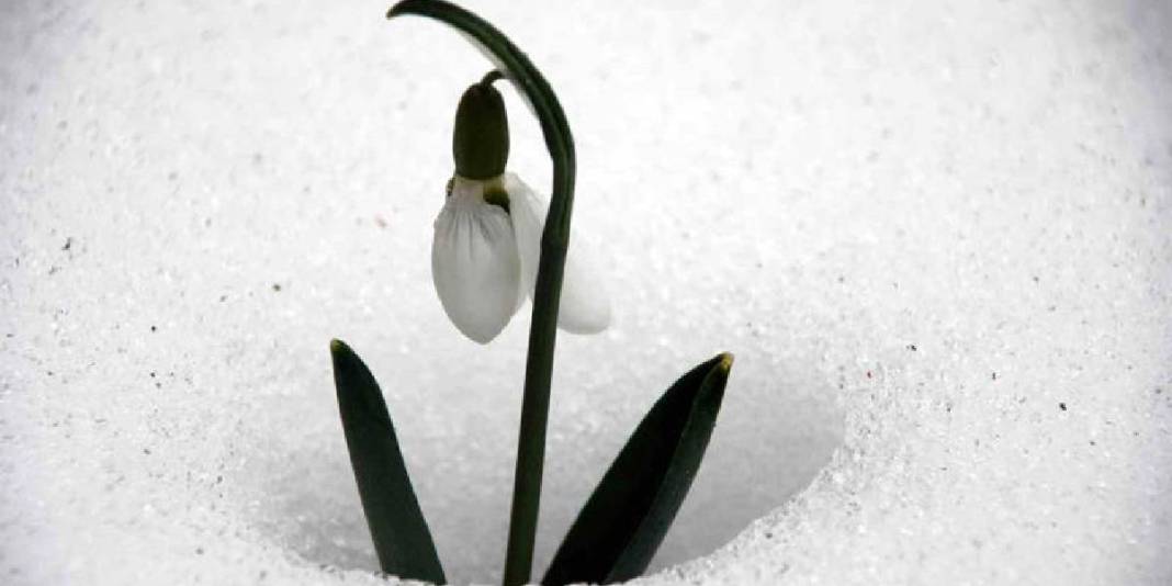 Toros Dağları’ndan Avrupa pazarına yolculuk yapıyor: Bakanlık izni dışında toplanması yasak! 5